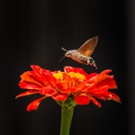 ハチドリ鷹の蛾