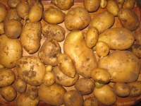 Unsere Kartoffeln