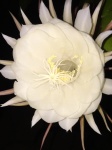 Éjszaka virágzó Cereus