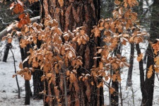Oak Tree Trunk in Snow