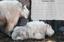 Octobre 2016 Calendrier des chèvres