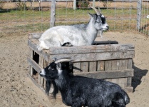 Opposite Goats