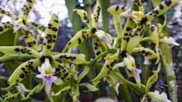 Orchid s flíčky
