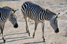 Pair Of Zebras