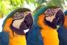 Parrots Or Macaws
