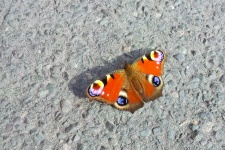 Peacock motýl