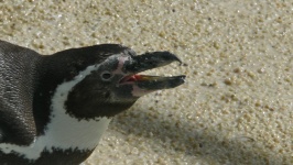 Penguin Eating