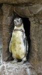 Pingwin Wymagające kąpieli