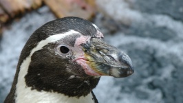 Pingwiny Dziób