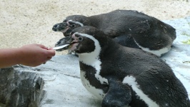 Pingwiny są karmione ręcznie