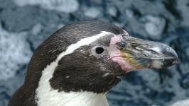 Pingwiny Głowa