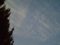 Pine Tree Cirus Wolken