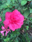 Rosa azalea