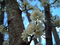 Plomada Blossoms