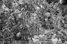 Pomegranates in black and white