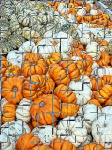 Pumpkin Puzzle Tło