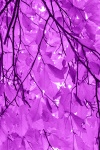 Purple Beech Leaves