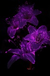 Purple Light Flowers
