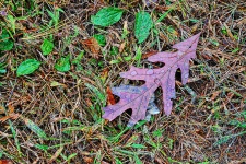 Rain Kissed Oak Leaf