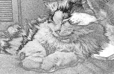 Reclining Cat Sketch