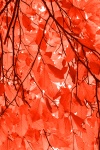 Red Beech Leaves