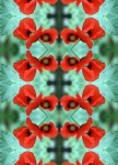 Red poppy and foliage pattern