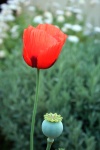 Red poppy and seed pod