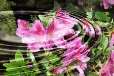 Reflective Floral Background