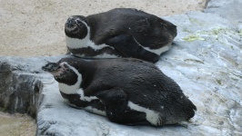 Relaks Penguins