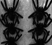 Rows of Tarantula Spiders