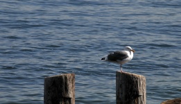 Seagull On Pier Posts