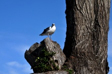 Чайка на ствол дерева