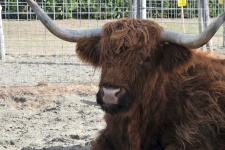 Shaggy Scozia Highland Bull