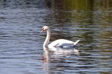 Enkel Swiming Swan