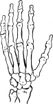 Mão de esqueleto