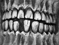 Esqueleto Crânio Dentes