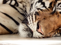 Sova tigern