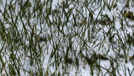Snow Kryty Grass