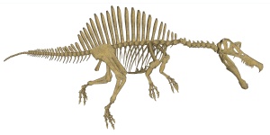 Spinozaur szkielet