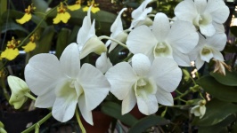 Aerosol de orquídeas blancas