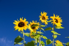 Zonnebloemen en blauwe hemel