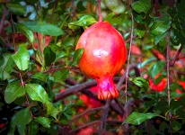 Sunny Pomegranate