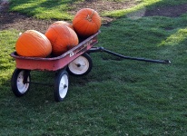 Three Pumpkins in a Wagon