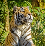Tigre na selva
