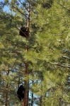 Dois ursos em uma árvore