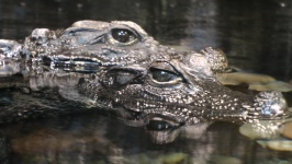 Two Crocodiles In Water