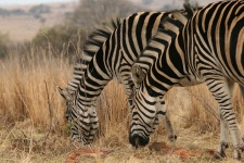Two Zebras Together