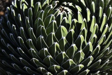 Ongewone Cactus