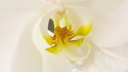Branca Orquídea Phalaenopsis