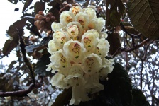 Branco rododendros